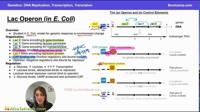 DNA Replication, Transcription, and Translation-4. Lac Operon atf смотреть онлайн