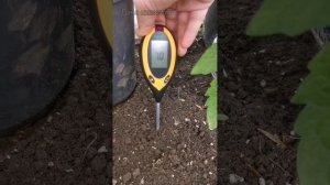 Про чеснок. PH почвы. Дача как хобби.