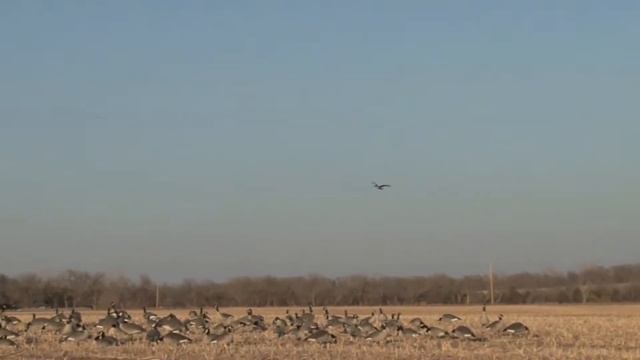 Honker Down!!!!! смотреть онлайн