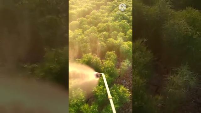 જીરું смотреть онлайн