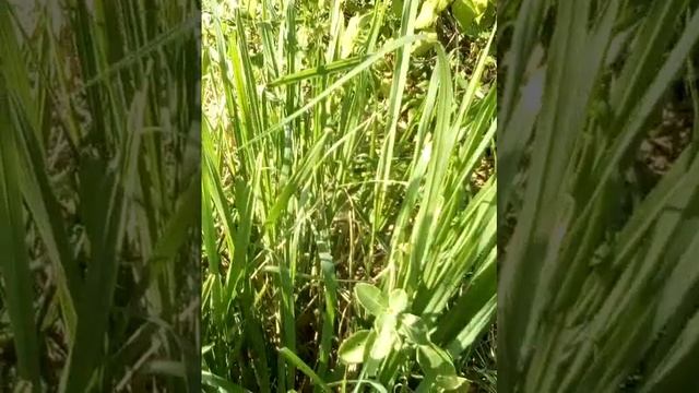 Сочетание растений и насекомых, которые трудно различить невооруженным глазом. (2) смотреть онлайн