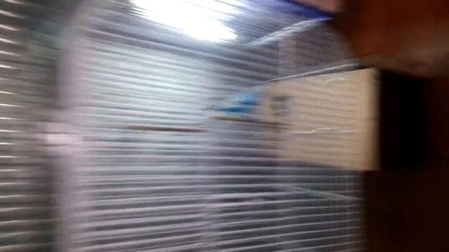 Птенцы волнистиков начали вылетать из гнезда, смотреть онлайн
