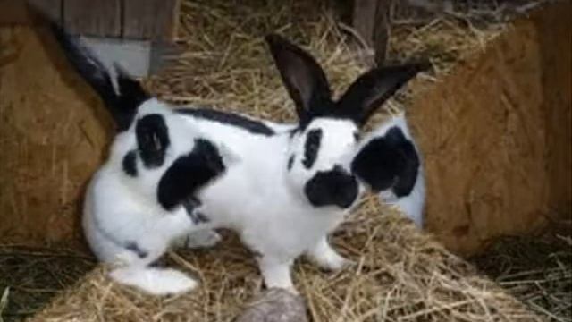 Топ пять кроликів породи велікан. TOP five breeds of giant rabbits смотреть онлайн