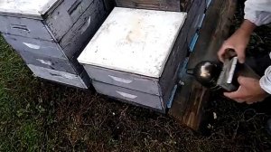 Простейший способ объединения пчелосемей.