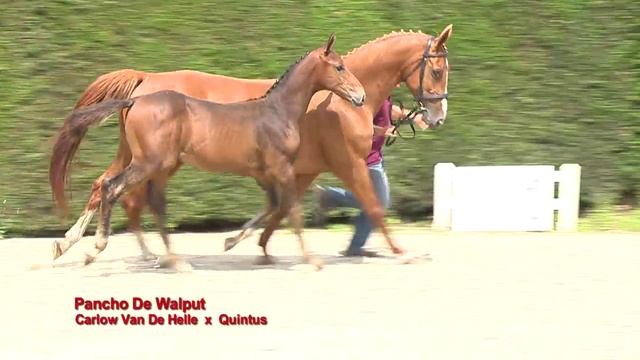 Pancho De Walput смотреть онлайн