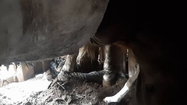 кобыла родила и не подпускает жеребенка - что делать ? смотреть онлайн