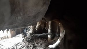 кобыла родила и не подпускает жеребенка - что делать ?