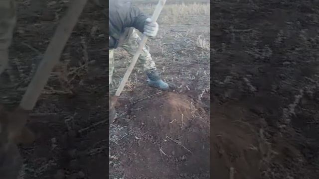 виноград смотреть онлайн