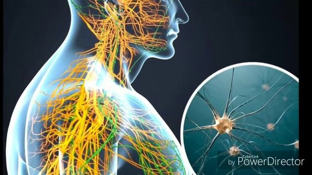 FENILALANINA UMB BIOQUÍMICA смотреть онлайн