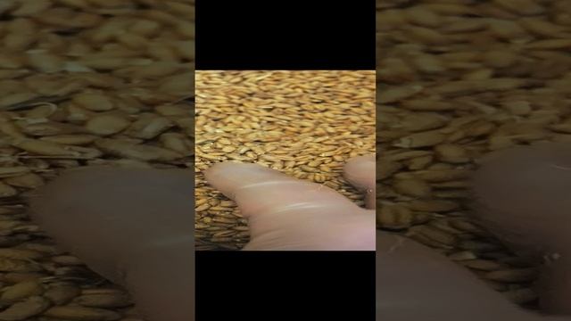 Пшеница пророщенная