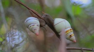 Это Самая Ядовитая Улитка. Самые Необычные Улитки в Мире. Топ 10