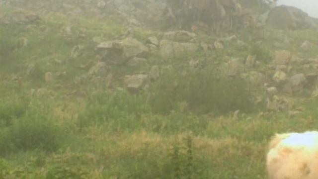 Карина Далиева "Мама" смотреть онлайн