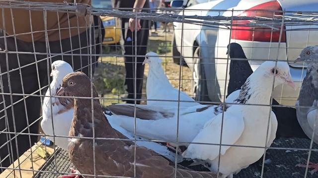 Голуби цены Птичий рынок г Пятигорск-ч1 смотреть онлайн