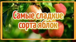 Топ. Сладкие сорта яблок