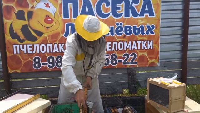 1 часть.Полный цикл развития июньских отводков Бакфаст с молодыми матками и получение мёда в Сибири смотреть онлайн
