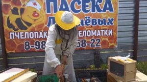 1 часть.Полный цикл развития июньских отводков Бакфаст с молодыми матками и получение мёда в Сибири