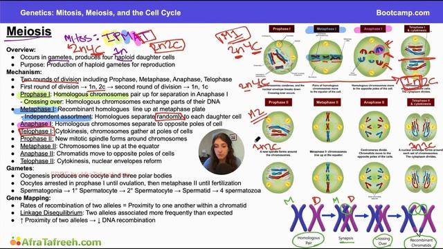 Mitosis, Meiosis, and the Cell Cycle-2. Meiosis atf смотреть онлайн