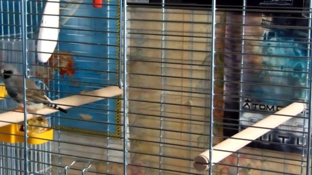 Амадины. Утро. Проба видео смотреть онлайн