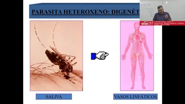 3º Ano EM - Biologia - doenças causadas por nematoides - Professor: Delano Macêdo смотреть онлайн