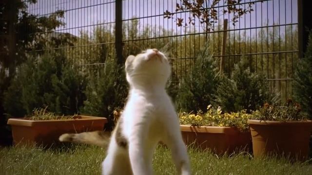 Замедленная съемка котенка (HD) смотреть онлайн