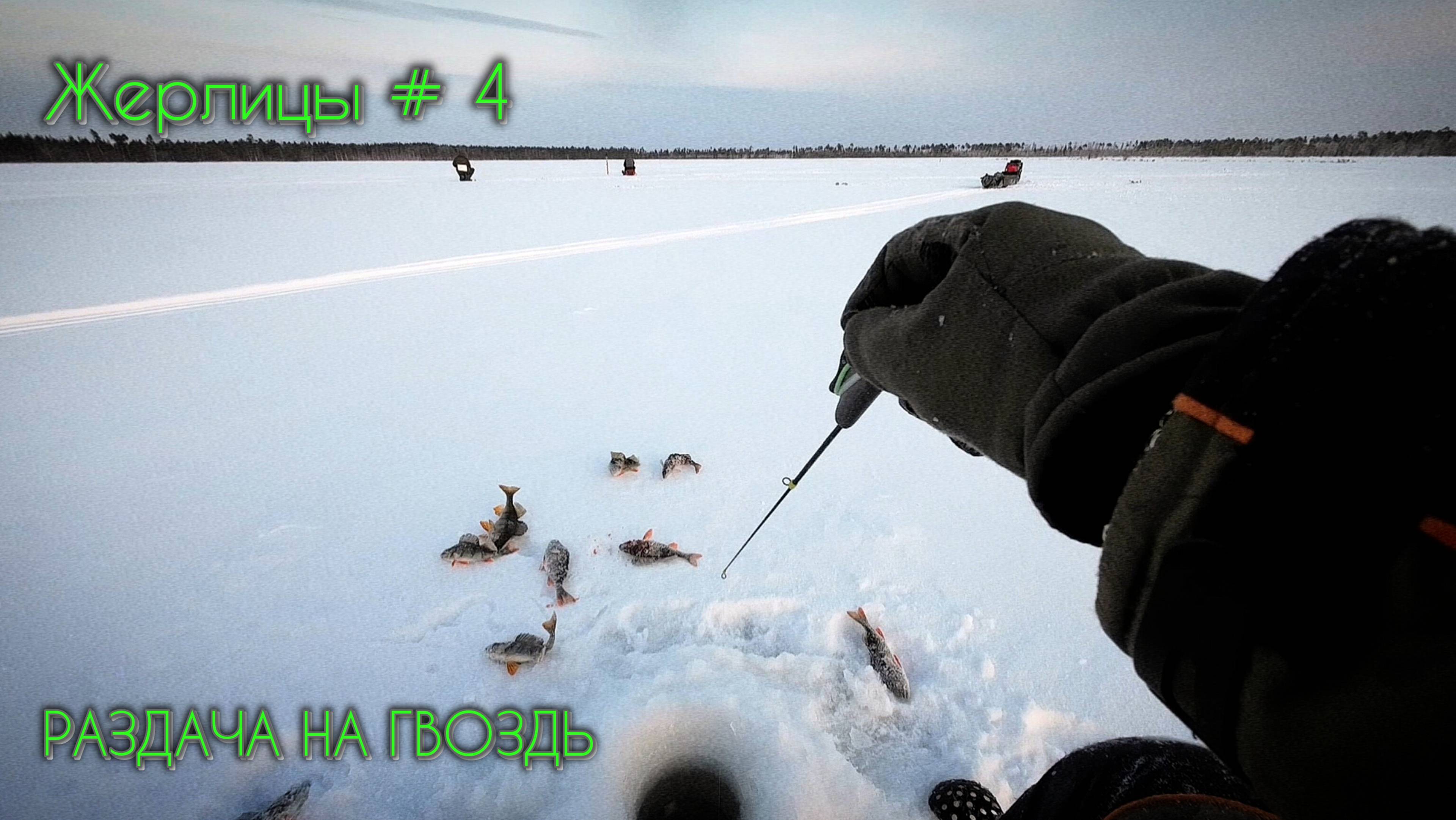 Окунь раздаёт, щука клюёт #зимняярыбалка #первыйлёд #окунь #щука #пелядь #рыбалка #тайга #сибирь смотреть онлайн