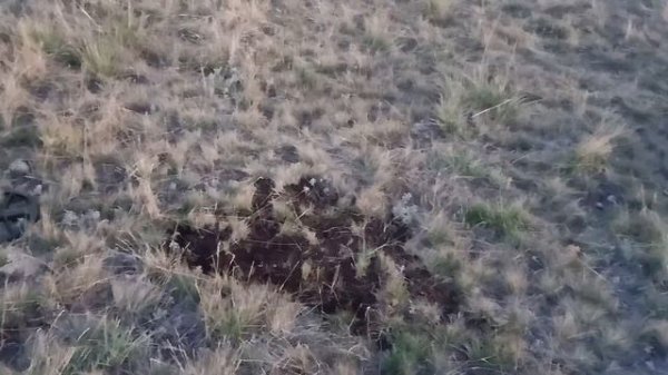 Тест на глубину!  Frogman B75. Nokta Makro Legend. Quest Q20. XP DEUS Сравнить не сравнимое!