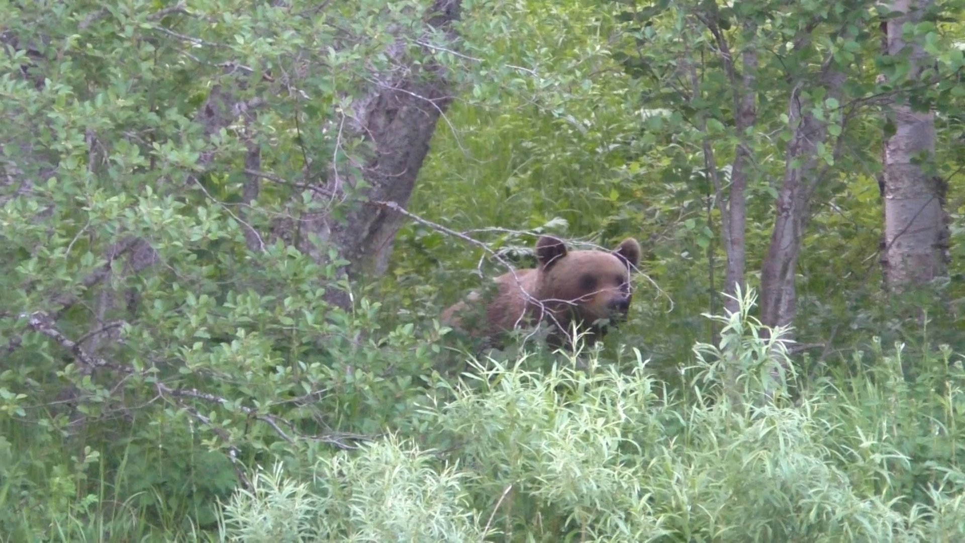 Встреча с медведем. Рыбалка. Нашёл рога лося. смотреть онлайн