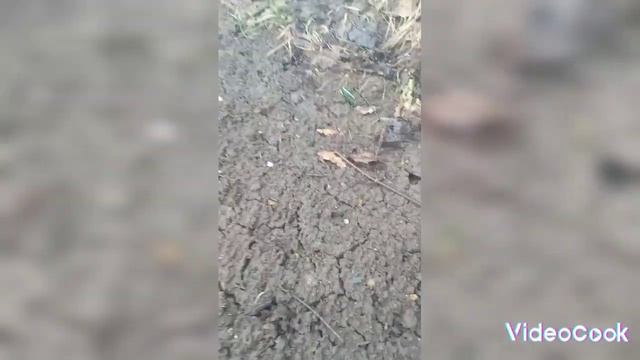 Взошла Бакопа и Алиссум! Первый поход в огород и первые растюхи на грядках! смотреть онлайн