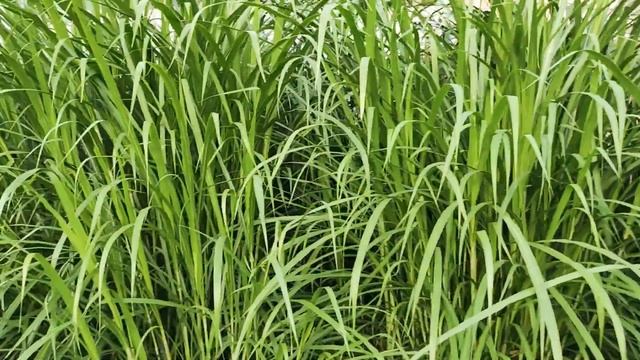 Hybrid Napier Grass In (ASSAM)Ph-9085543168 смотреть онлайн