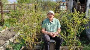 Подкормка голубики весной для хорошего роста