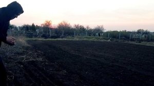 ПОСАДКА ПЕТРУШКИ КОРНЕВОЙ