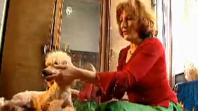 Dogs смотреть онлайн