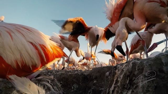 Flamencos en La Pampa смотреть онлайн