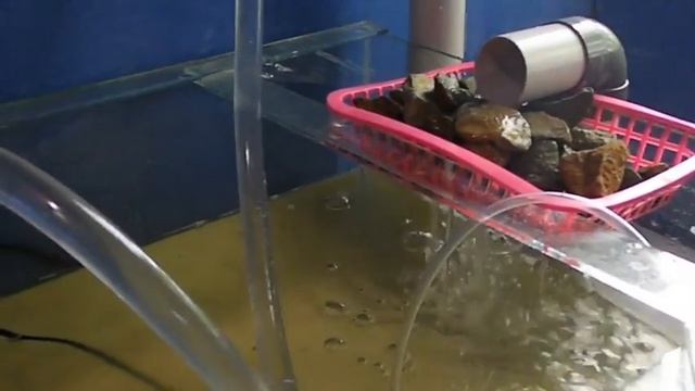 DIY Aquarium Filter from PVC Pipe смотреть онлайн
