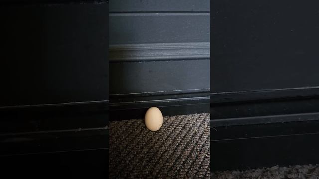 6 Июля ‼️ Положи яйцо у двери смотреть онлайн