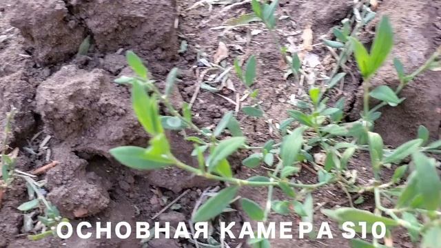 SAMSUNG GALAXY S10 ФОТО И ВИДЕО ТЕСТ/ФРОНТАЛЬНАЯ И ОСНОВНАЯ КАМЕРА VIDEO AND PHOTO TEST смотреть онлайн