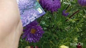 Однолетние цветы  - ожидание и реальность