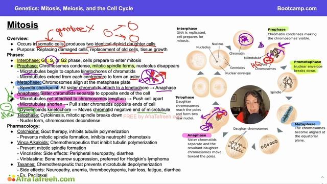 Mitosis, Meiosis, and the Cell Cycle-4. Mitosis atf смотреть онлайн