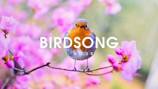 Пение птиц 1 час. | Birdsong 1 Hour. | 2024