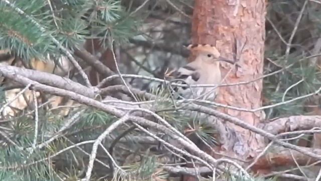 Удод смотреть онлайн