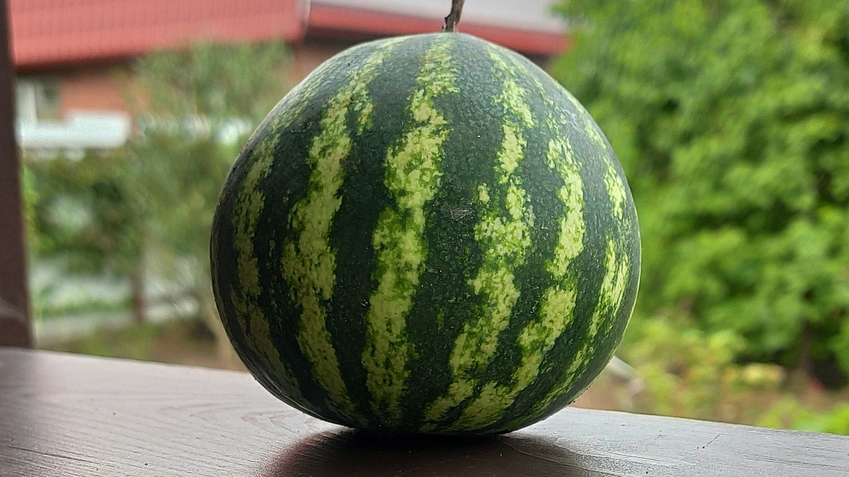 Арбуз выросший в Сестрорецке Санкт Петербург