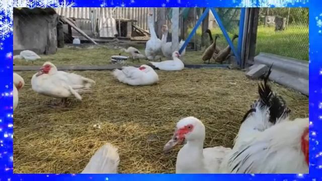 НАРЕЗКА НА ДОМАШНИХ ЖИВОТНЫХ Видио  5 сек 1