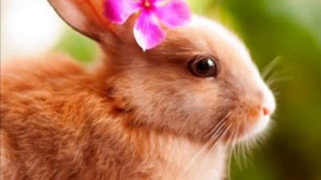 попробуй угадать какой кролик мой 😝