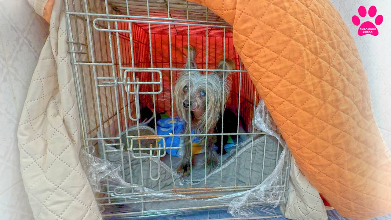 Старушка Фифа в тяжелом состоянии! Проблемы с сердцем. Подключили кислород! Что со щенком бульдога? смотреть онлайн