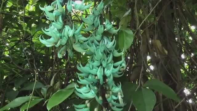 САМЫЕ НЕОБЫЧНЫЕ ЦВЕТЫ В МИРЕ смотреть онлайн