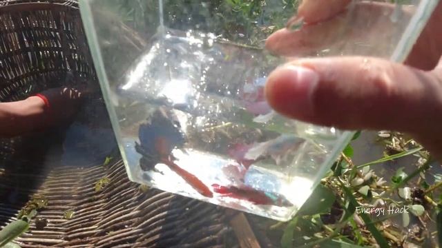 Wow Unbelievable Betta Fish Videos Catching by Hand From Amazing Place | Top Videos смотреть онлайн