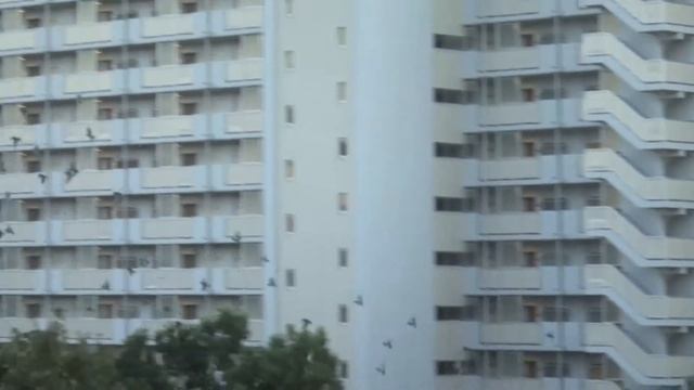 Птицы над нами смотреть онлайн