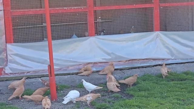 Голуби? - нет 40т на ветер смотреть онлайн