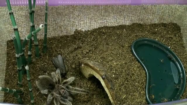 Grammostola rosea picky eater смотреть онлайн
