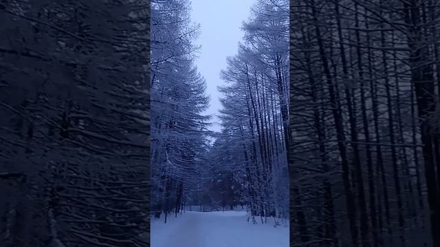 #зима_лес